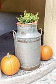 Boxwood in a pot with milk and pumpkins in autumn, Germany,