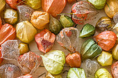 Chinese lantern, seed cases on a wooden background in autumn
