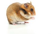 Domestic golden hamster (Mesocricetus auratus) filling its food jowls on a white background.