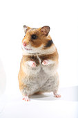 Domestic Golden Hamster (Mesocricetus auratus), frontal on its hind legs on a white background.