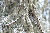 Pygmy Owl (Glaucidium passerinum) in a snowy coniferous forest, Haute-Savoie, Alps, France