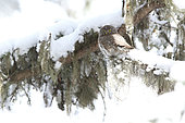 Pygmy Owl (Glaucidium passerinum) male in a snowy coniferous forest, Haute-Savoie, Alps, France