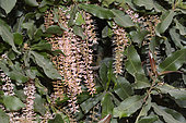 Queensland Nut Tree (Macadamia integrifolia), Flowering, Villa Alemana - V Region of Valparaíso - Chile