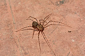 Araignée tigre (Scytodes globula), prédatrice de l'Araignée des recoins, (Loxosceles laeta). Cobquecura - VIII Région du Biobío - Chili