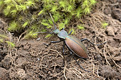 Chilean Magnificent Beetle (Ceroglossus chilensis spp. Fallaciosus), Protected endemic species in Chile Cobquecura - VIII Region of Biobío - Chile