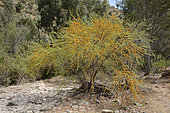 Espino, Roman Cassie (Acacia caven), Spring flowering, Coastal Cordillera Colliguay (Quilpué) - V Valparaíso Region - Chile