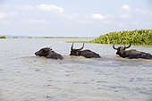 Water buffaloes (Bubalus bubalis) in water, Thale Noi, Patthalung, Thailand