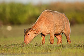 Water Buffalo (Bubalus bubalis) calf grazing, Thailand