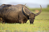 Water Buffalo (Bubalus bubalis) grazing, Thailand