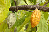 Cocoa tree (Theobroma cacao) Pods on tree, Thailand