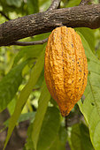 Cocoa tree (Theobroma cacao) Pod on tree, Thailand