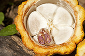 Cocoa tree (Theobroma cacao) Beans in Pod, Thailand