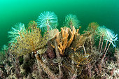 Spirograph worms ans Sponge on an artificial reef in the Protected Marine Area of the Agathois coast, France, Mediterranean