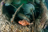Spirograph worms, Bigscale Scorpionfish and Forkbeard on an artificial reef in the Protected Marine Area of the Agathois coast, France, Mediterranean