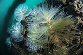 Spirographes, Récif artificiel au large de Valras, Golfe du Lion, Méditerranée, France