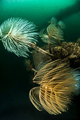 Spirograph worms, Artificial reef off Valras, Gulf of Lion, Mediterranean, France
