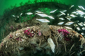Poor cod, Squid laying and Spirograph worms on an artificial reef in the Protected Marine Area of the Agathois coast, France, Mediterranean