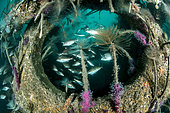 Poor cod (Trisopterus minutus) and Spirograph worms on an artificial reef in the Protected Marine Area of the Agathois coast, France, Mediterranean