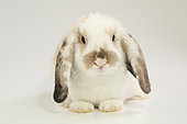 Dwarf lop Rabbit (Oryctolagus cuniculus domesticus) facing on white background