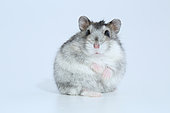 Domestic Russian Hamster (Phodopus sungorus) face on white background