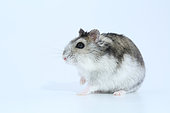 Domestic Russian Hamster (Phodopus sungorus) profil on white background