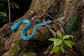 White-lipped island pit viper, Lesser Sunda pit viper, Sunda Island pit viper(Trimeresurus insularis) (Trimeresurus albolabris insularis), Harau Valley, Sulawesi, Indonesia