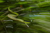 Oriental whip snake (Ahaetulla prasina prasina) attacking from Tomohon - North Sulawesi - Indonesia Highlight Oasis 2017