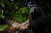 Celebes crested macaque, gorantalo macaque, Black crested macaque (Macaca nigra), Tangkoko national park, North Sulawesi, Indonesia