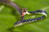 Painted Bronzeback (Dendrelaphis pictus) Mentawai Siberut Island, Indonesia.