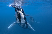 Humpback whale (Megaptera novaeangliae) female helping her calf to breathe on the surface, French Polynesia