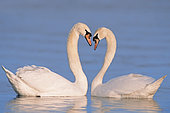 Mute Swans (Cygnus olor), pair courting, North Rhine-Westphalia, Germany, Europe