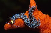 Nudibranch, sea slug (Pteraeolidia ianthina), Sulu Sea, Philippines, Asia
