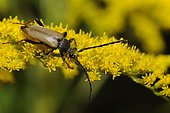 Longhorn beetle (Anastrangalia sanguinolenta) male on Canada Goldenrod flower, Northern Vosges Regional Nature Park, Biosphere Reserve, France