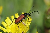 Longhorn beetle (Anastrangalia sanguinolenta) on Hawk Beard flower, Northern Vosges Regional Nature Park, Biosphere Reserve, France