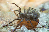 Spider moving in search of food for its offspring carried in the back