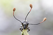 Weevil parasitized by a Parasitic fungus (Ophiocordyceps curculionum), Iquitos, Loreto, Peru