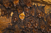 Schneider's roundleaf bat (Hipposideros speoris), leucistic speicmen in colony, Kanneliya, Sri lanka