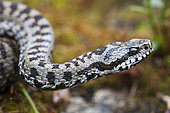 Portrait of Walser's viper (Vipera walser), Biella, Piemont, Italie