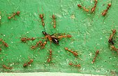 Green Weaver Tree Ants (Oecophylla smaradgina) attacking a Ant queen (Camponotus sp), Panama, Sri Lanka