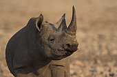 Portrait of Black Rhinoceros (Diceros bicornis) young male, Etosha, Namibia