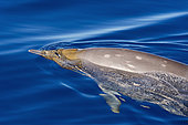 Blainville's beaked whale (Mesoplodon densirostris) Tahiti French Polynesia