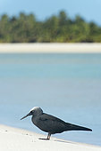 Brown Noddy (Anous stolidus) Cook Isands