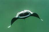 Pacific reef manta ray (Manta alfredi) French Polynesia.