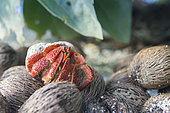 Hermit crab on coconuts, Kingdom of Tonga