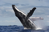 Humpback whale (Megaptera novaeangliae) A breaching humpback whale. Tonga.
