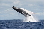 Humpback whale (Megaptera novaeangliae) A breaching humpback whale. Tonga.