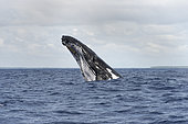 Humpback whale (Megaptera novaeangliae) Tonga.
