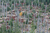 Conifer forest destroyed by bark beetle without any human intervention and now regenerating, Bavaria (at the border with Czech Republic, Germany