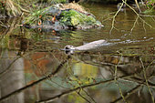 River otter (Lutra lutra) male swimming in a stream, Bayerischer Wald, Bavaria, Germany