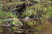 River otter (Lutra lutra) male in a stream, Bayerischer Wald, Bavaria, Germany